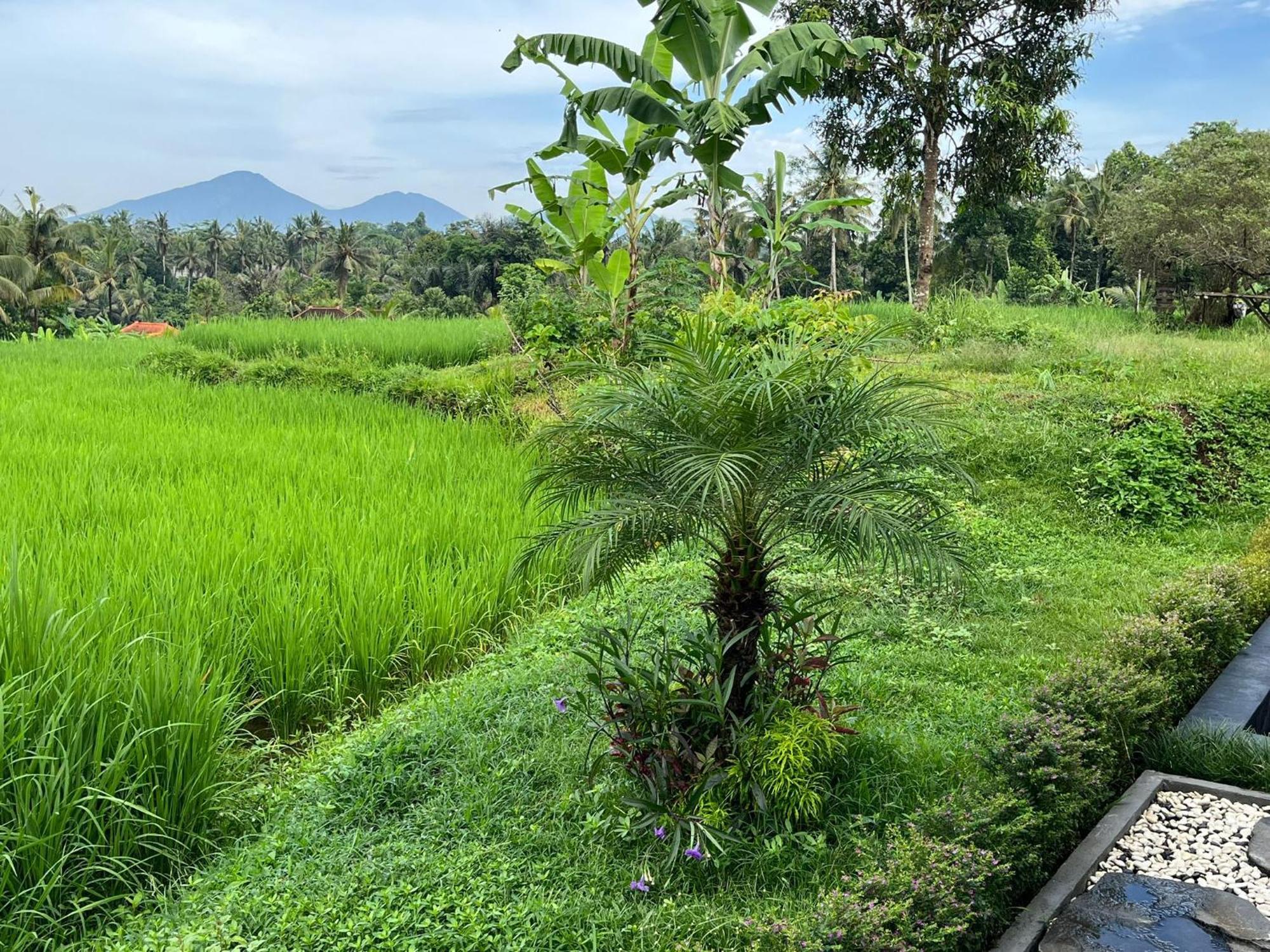 Maple Ridge Ubud Villas エクステリア 写真